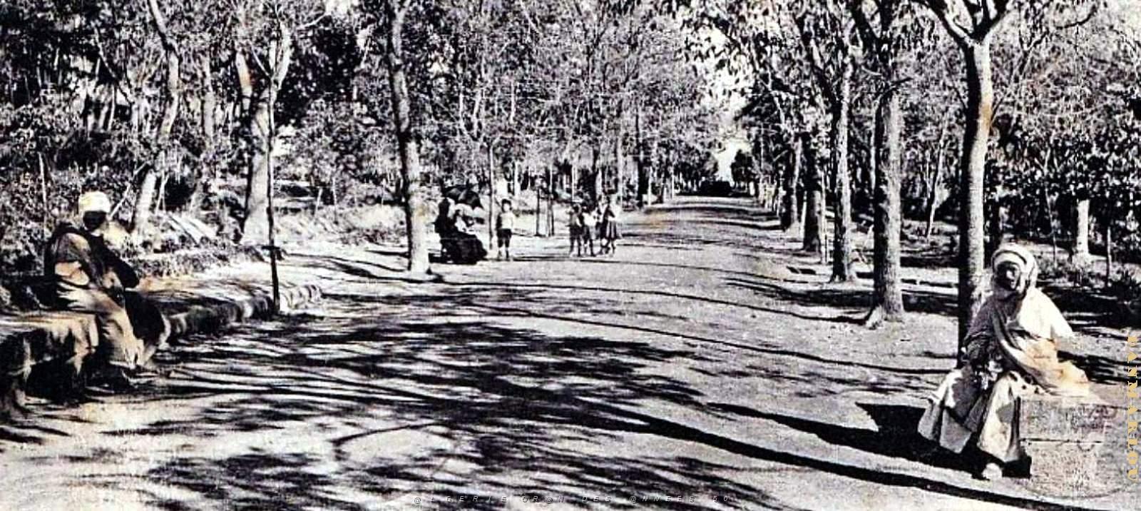 2972- Setif - Jardins d'Orleans - Allees2 - 1915.jpg
